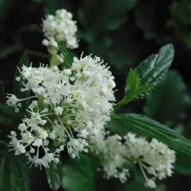 Ceanothus thyrsiflorus Millerton Point