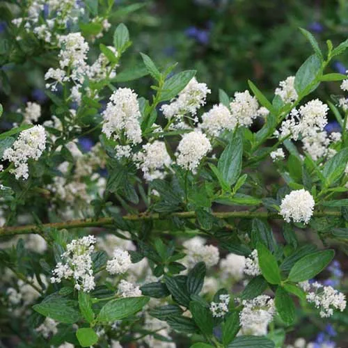 Ceanothus thyrsiflorus Millerton Point